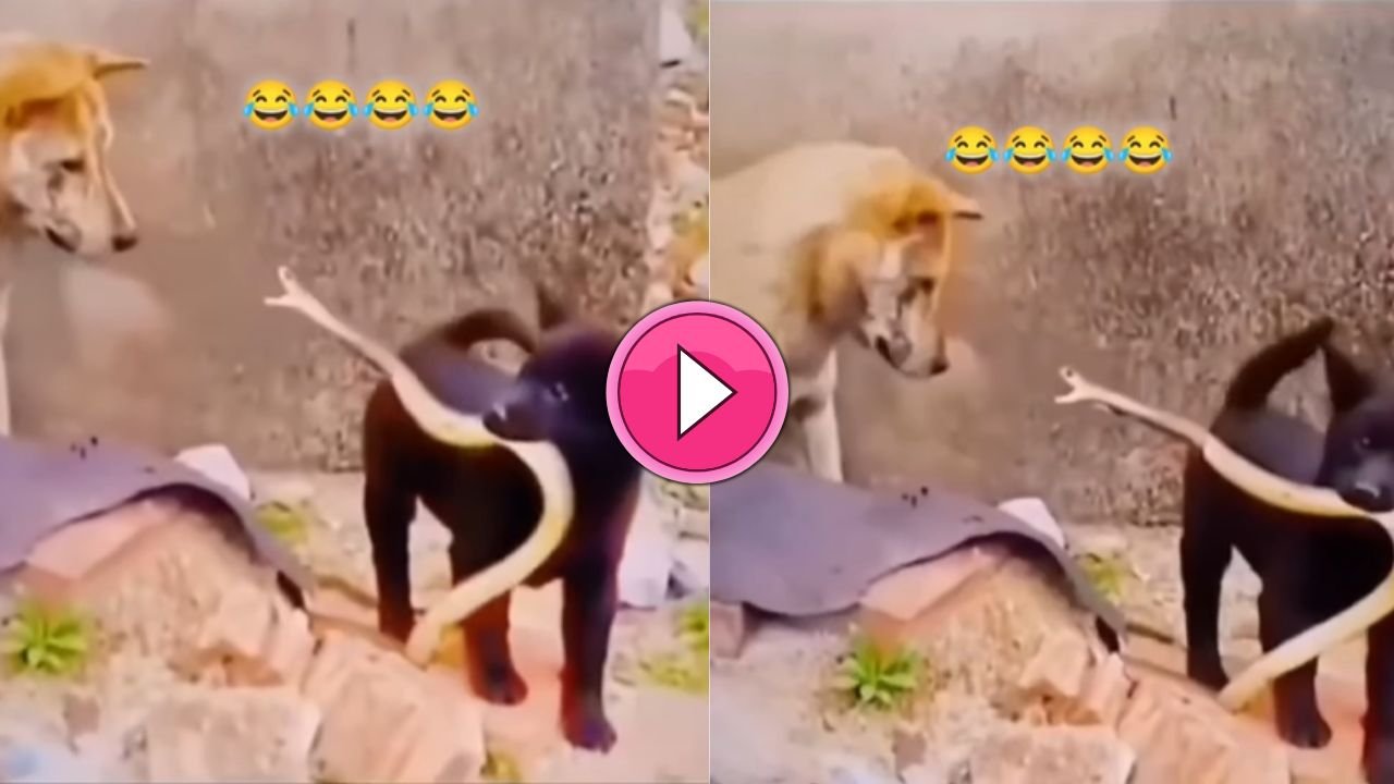 कुतिया के बहादुर पिल्ले ने किंग कोबरा से लिया पंगा, जिसे देख मां भी रह गई दंग! देखे वीडियो