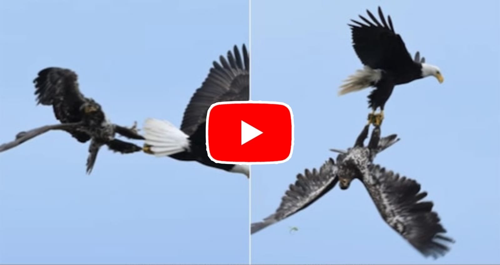 Eagle Fight Video: Two birds of prey fought fiercely in the sky