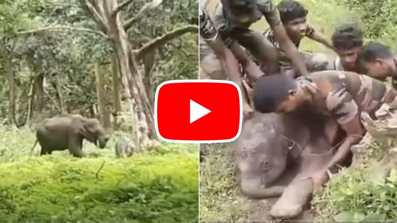 Hathi Ka Video: Little Gajraj Mahasaya got stuck in the canal, then the forest department started rescue.