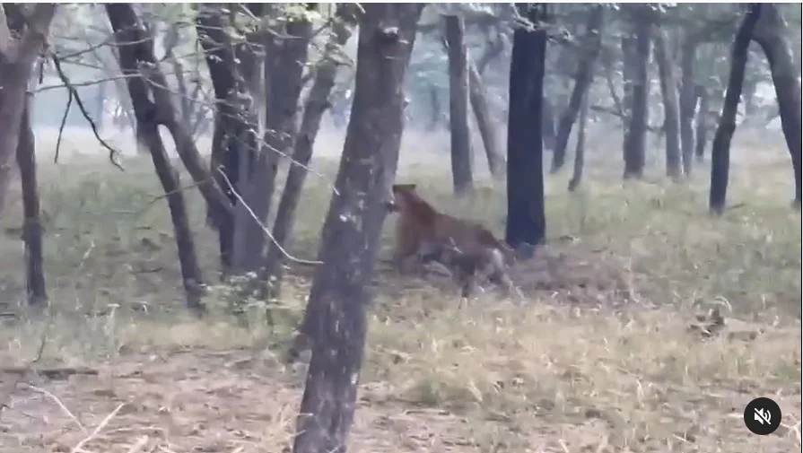 Bagh Aur Hiran Ka Video: हिरन को देख बाघ ने लगायी खटाखट दौड़, कैमरा में कैद हुआ वीडियो 