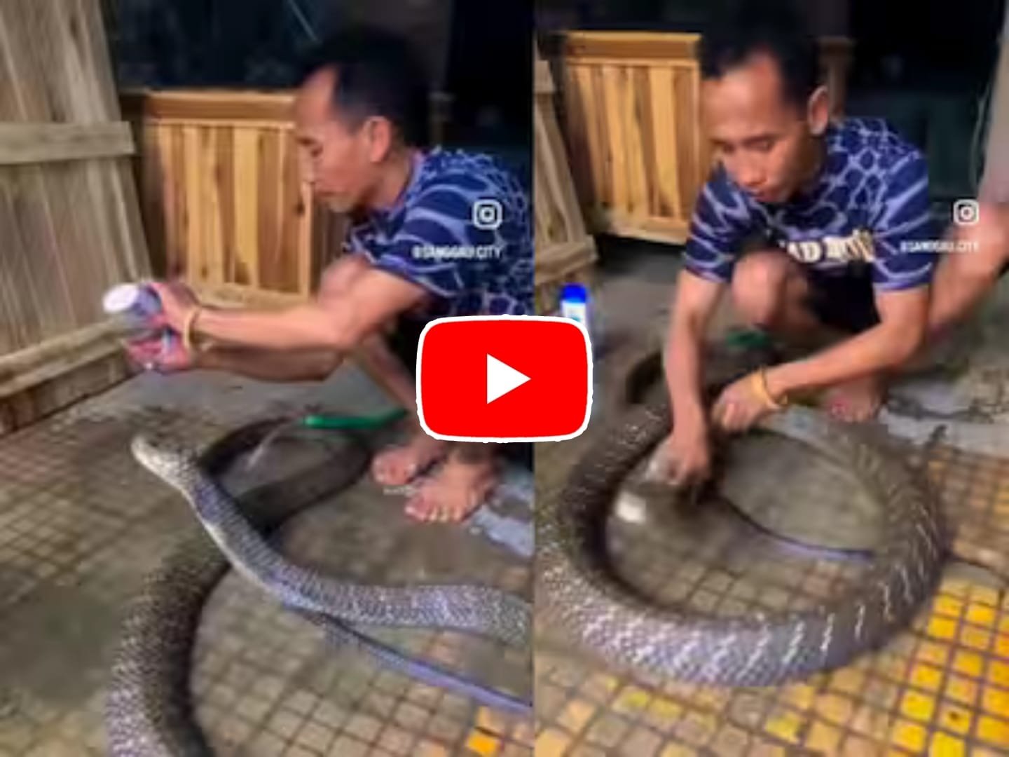 King Cobra Ka Video: A man started bathing a giant cobra by applying shampoo in his hands.