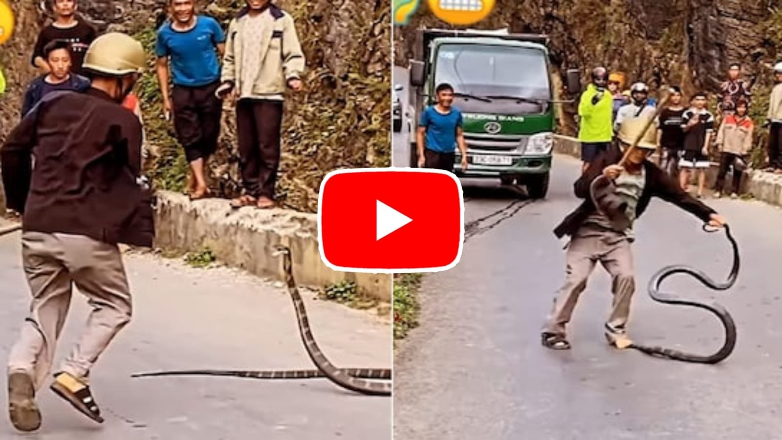 King Cobra Ka Video: A man was seen controlling a giant cobra snake in the middle of the road