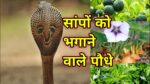 मानसून में सांपों को घर से दूर रखने के लिए लगाएं ये पेड़-पौधे, जिसकी गंध आसपास भी नहीं भटकते सांप