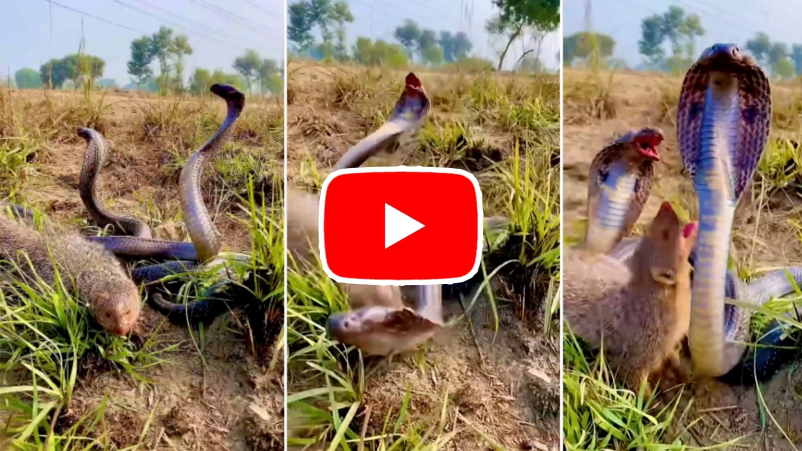 Naag Nagin Aur Nevla: Mongoose got stuck between a pair of snakes