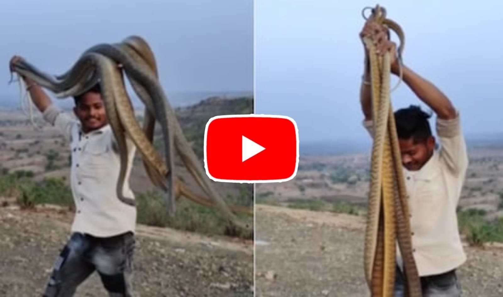 Saanp Ka Video: A man started performing stunts by holding many snakes in his hands.