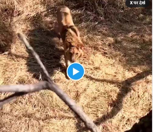 Sher Ka Video: A man climbed a tree to save his life, but the man-eater did not spare him even there and gave up chasing him.