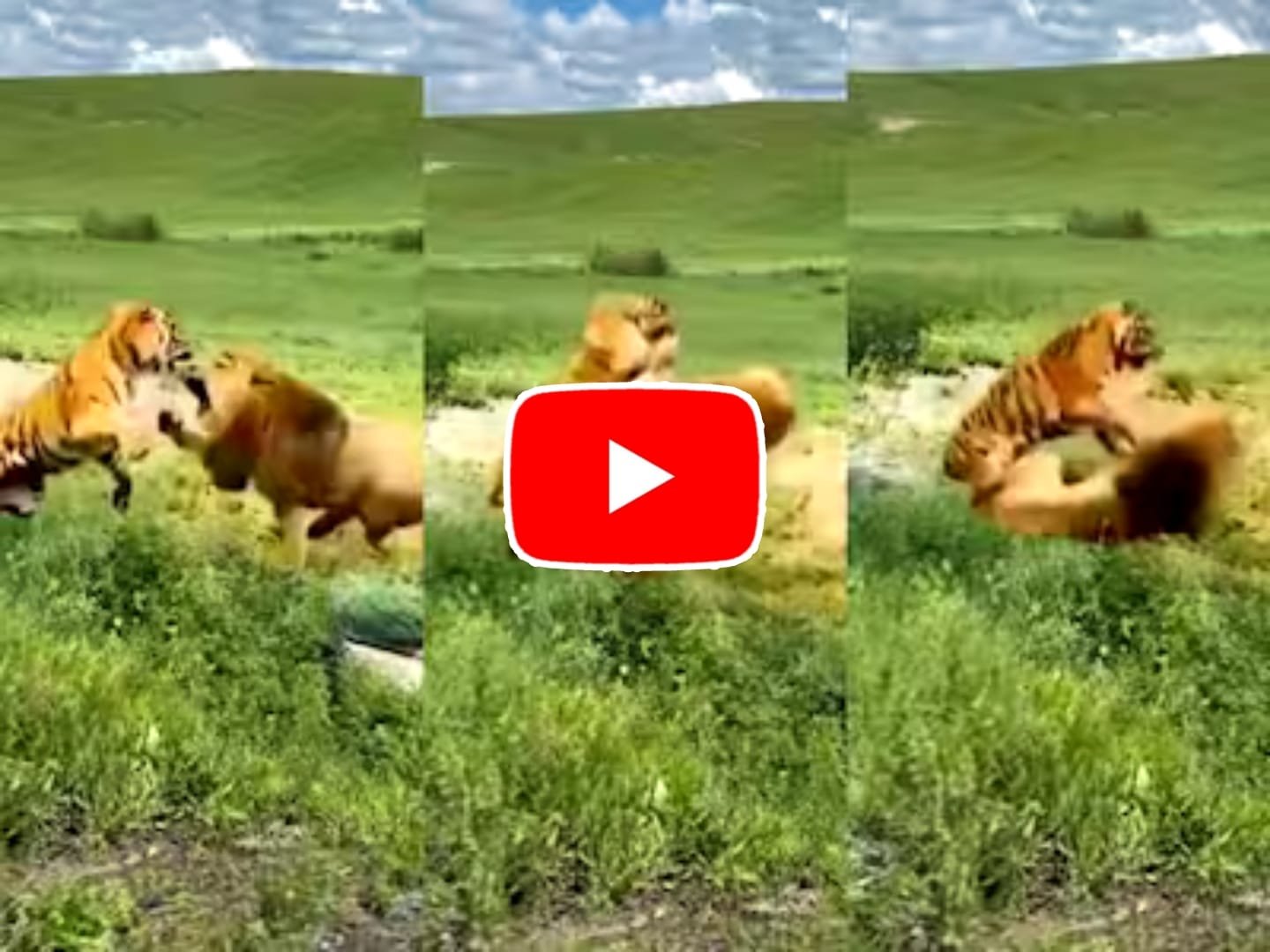 Sher Aur Bagh Ka Video: Tiger and Babbar lion clashed badly in the forest.
