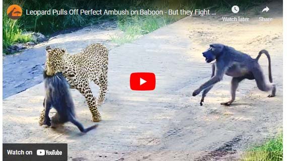 Leopard and Langur: Leopard and Langur fought badly among themselves