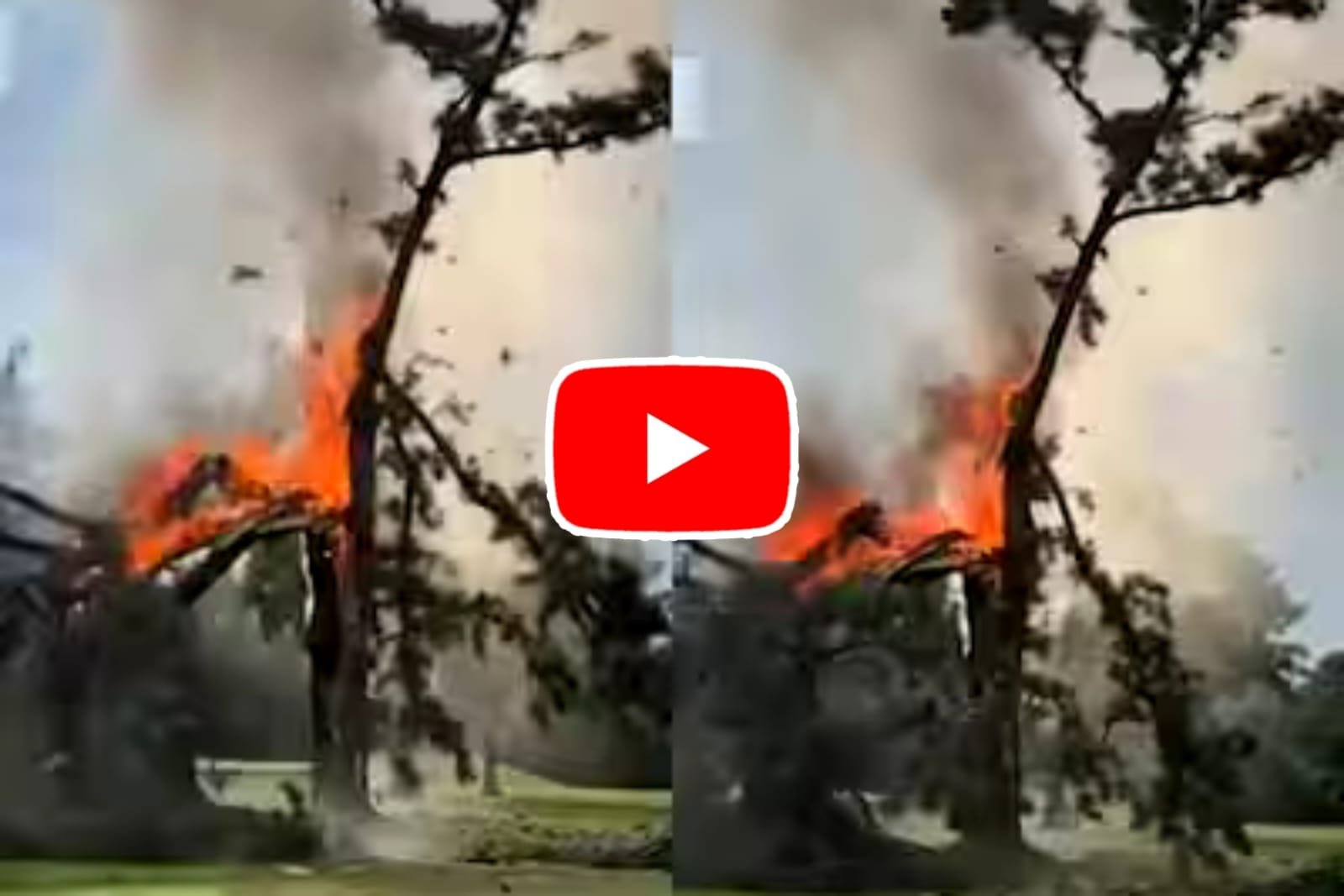 Viral Video: See what happened to the tree when lightning suddenly fell on it
