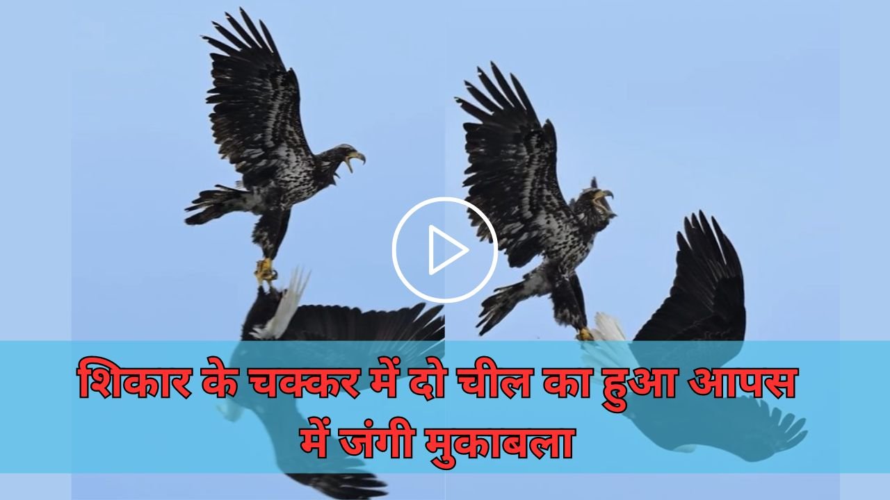 Viral Video: शिकार के चक्कर में दो चील का हुआ आपस में जंगी मुकाबला, वीडियो देख लोगो ने किये जमकर कमैंट्स