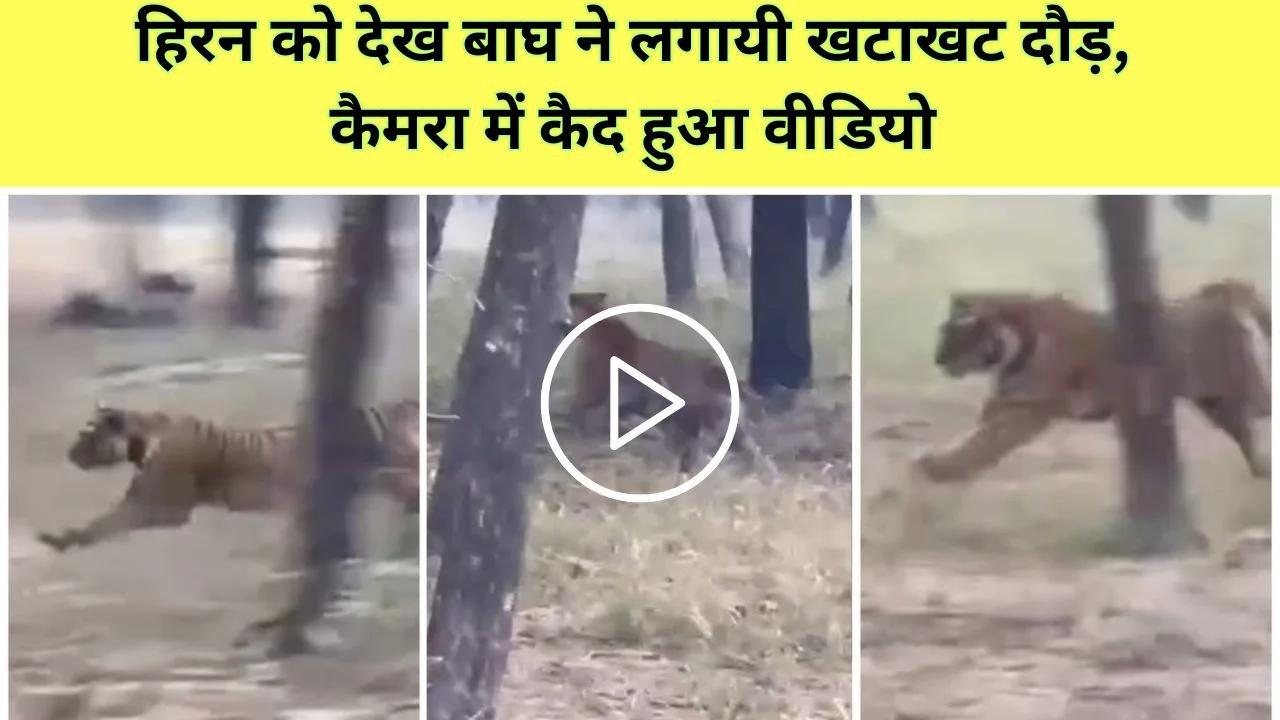 Bagh Aur Hiran Ka Video: हिरन को देख बाघ ने लगायी खटाखट दौड़, कैमरा में कैद हुआ वीडियो
