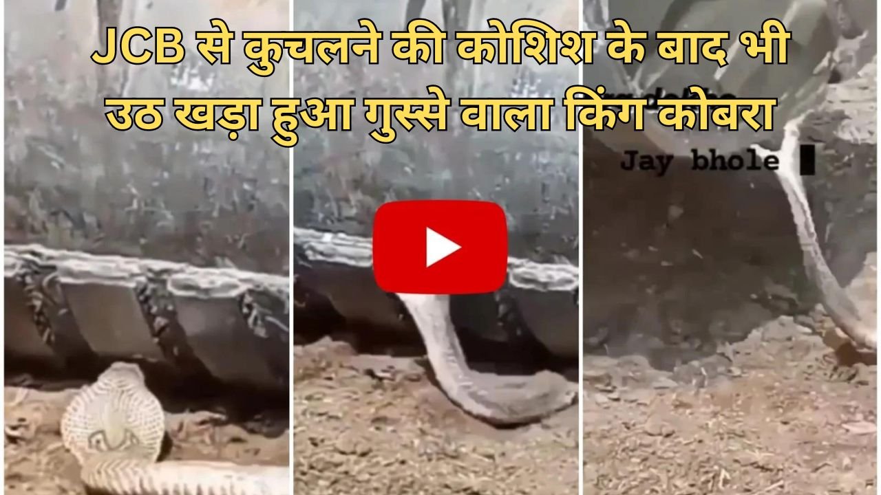 King Cobra Ka Video: JCB से कुचलने की कोशिश के बाद भी उठ खड़ा हुआ गुस्से वाला किंग कोबरा