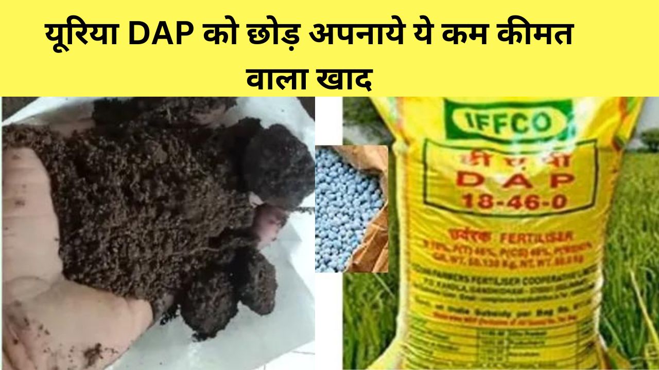 यूरिया DAP को छोड़ अपनाये ये कम कीमत वाला खाद, सब्जियों और फलों के लिए वरदान