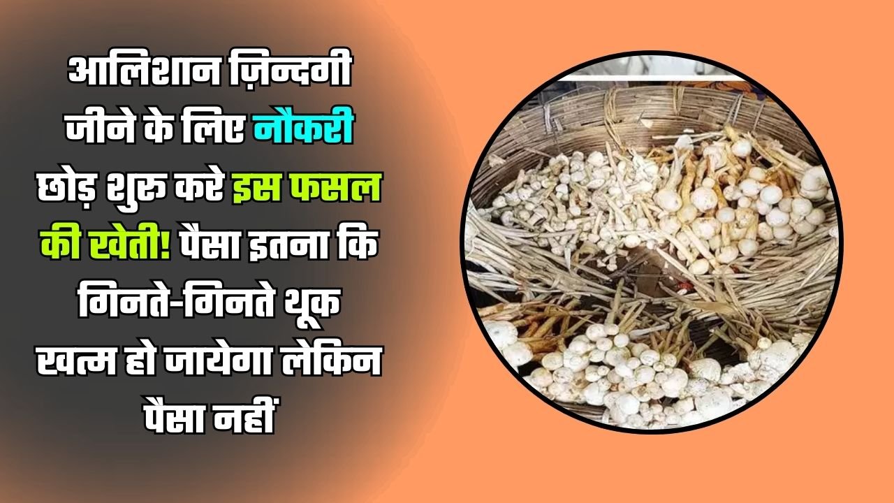 आलिशान ज़िन्दगी जीने के लिए नौकरी छोड़ शुरू करे इस फसल की खेती! पैसा इतना कि गिनते-गिनते थूक खत्म हो जायेगा लेकिन पैसा नहीं