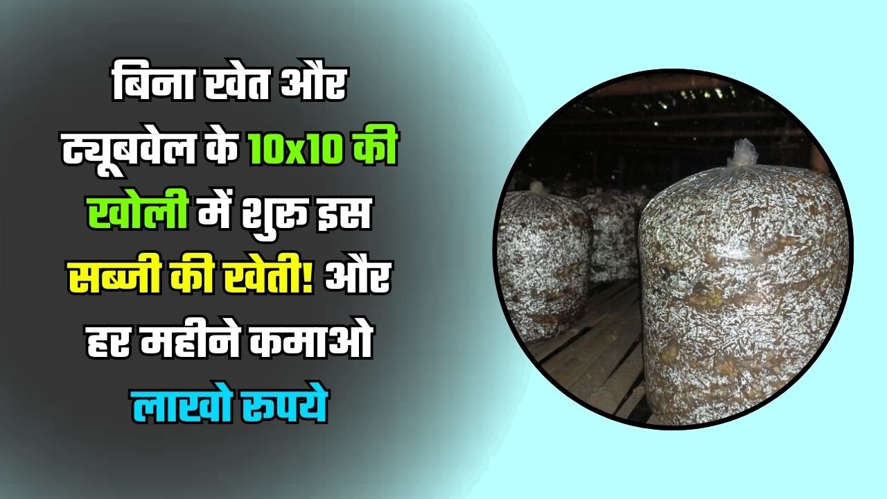 बिना खेत और ट्यूबवेल के 10x10 की खोली में शुरू इस सब्जी की खेती! और हर महीने कमाओ लाखो रूपये