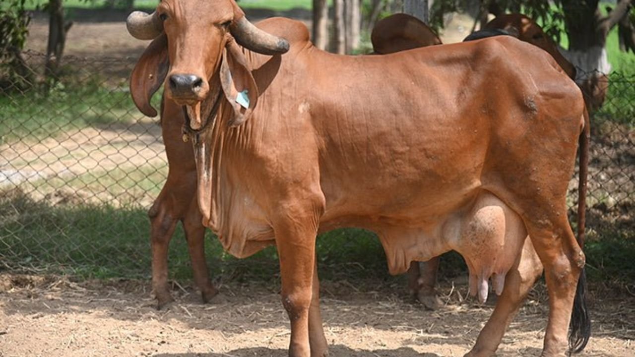 किसानों को मालामाल कर देगी गायों की ये 3 नस्ले! हर रोज देती है लगभग 30-40 लीटर दूध