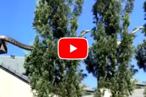 Ajgar Ka Video: Giant Ajgar Saanp crawled from the roof to a tree and then reached another tree.
