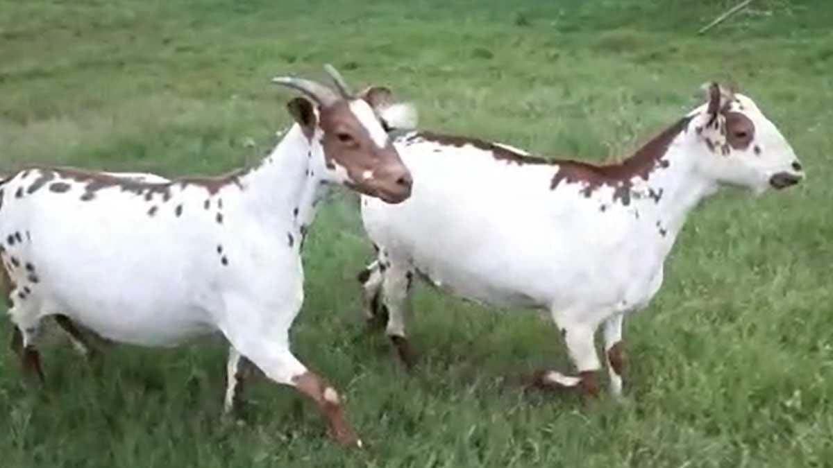 Bakri Palan: The milk production of goats of this breed increases during the rainy season.