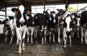 Best Cow breed: This breed of cow which does not need much care, has high capacity to give milk.