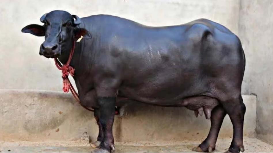 Breed of Bhains: Rear these special breeds of buffalo for bumper earning.