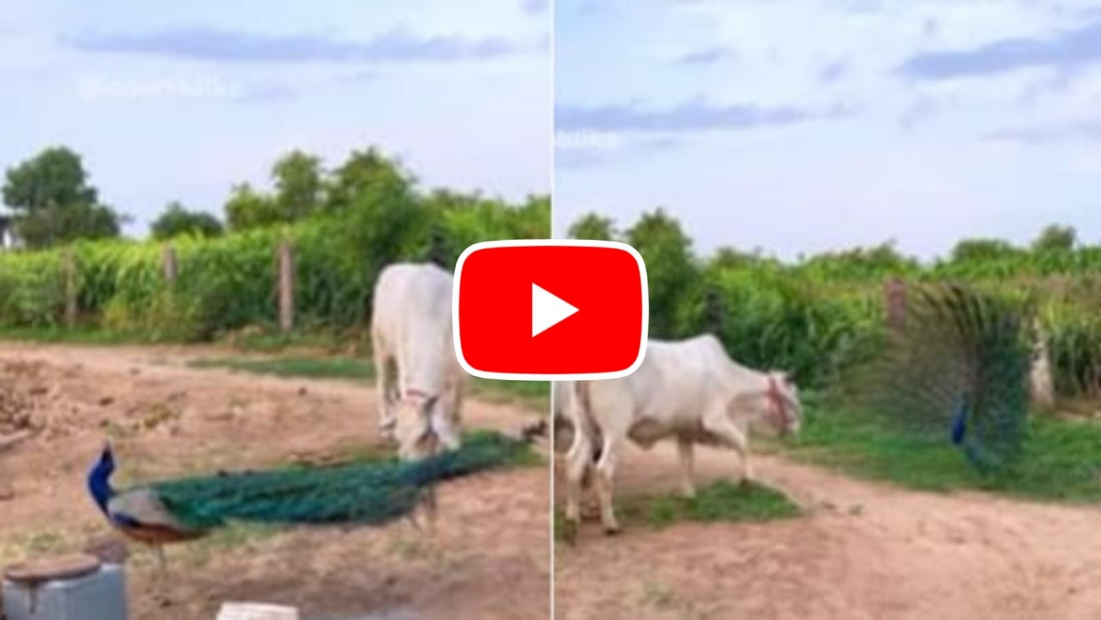 Gaye Aur Mor Ka Video: Amazing scene captured on camera, peacock and cow seen together