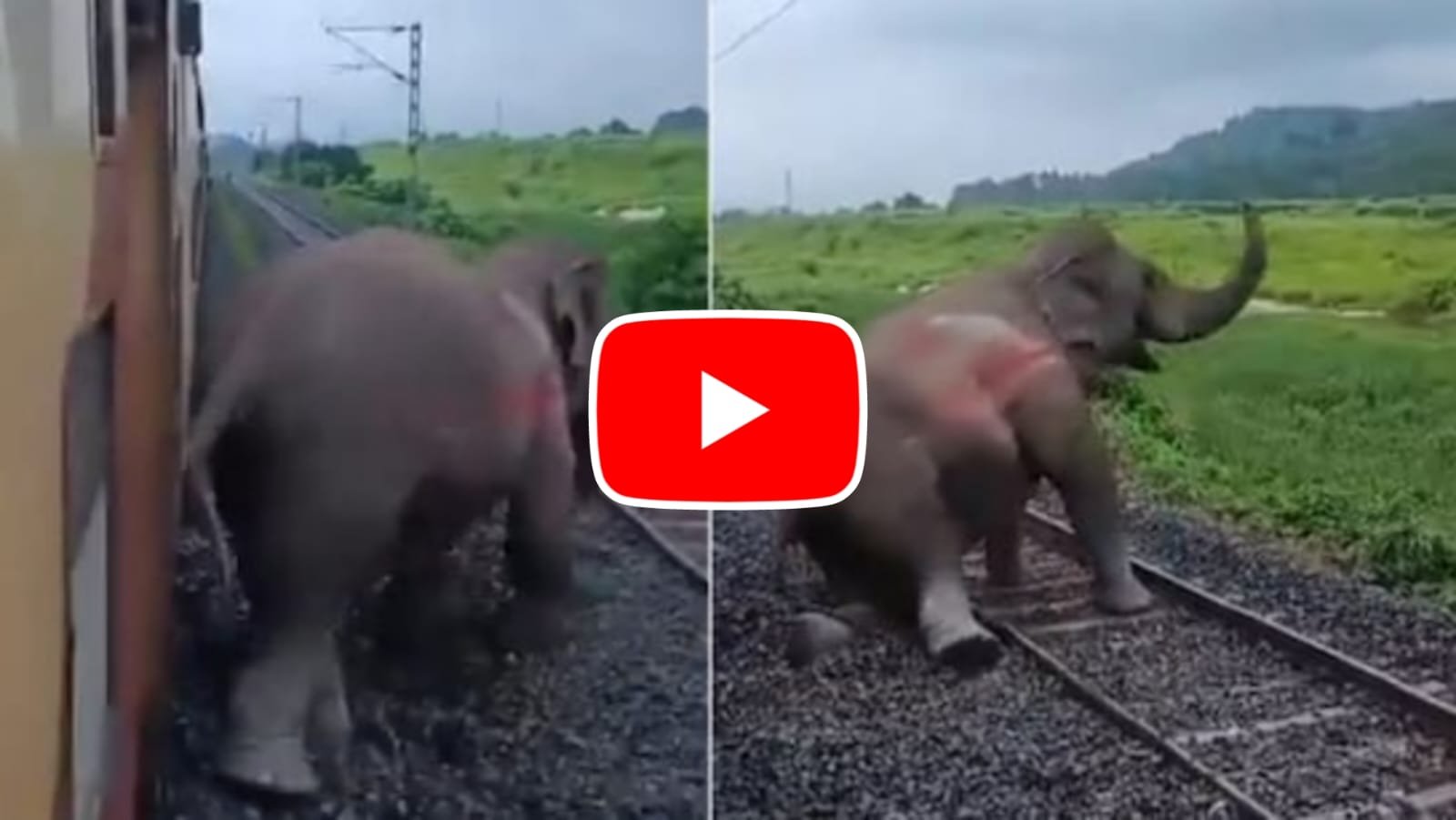 Hathi Ka Video: Gajraj injured in train collision, seen walking staggered