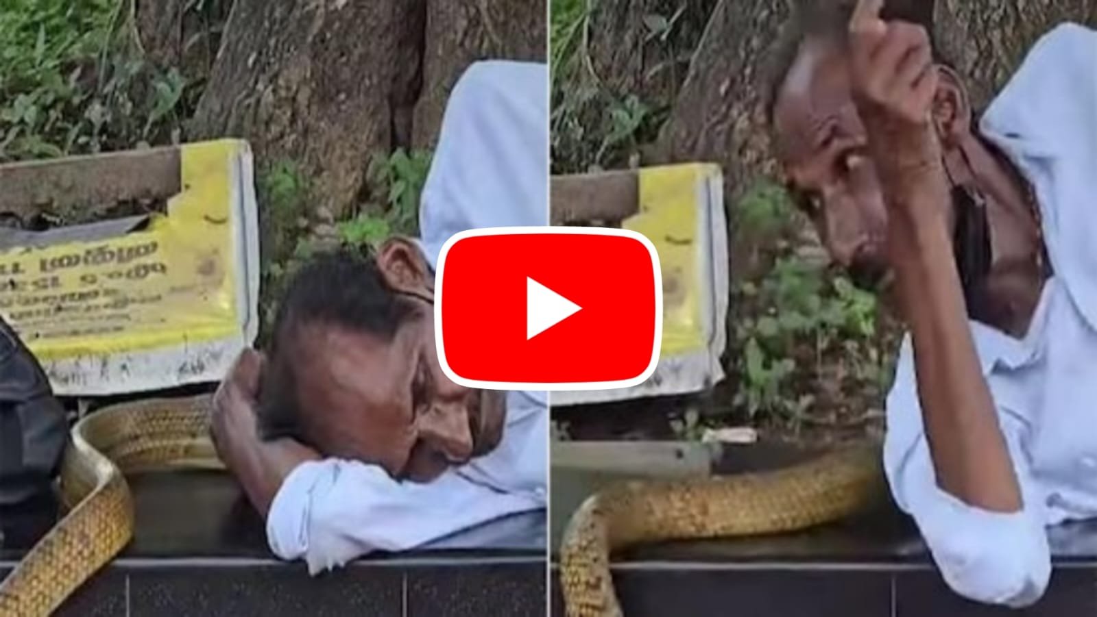 Saanp Ka Video: A giant snake came out from the head of a comfortably sleeping old man, his life got stuck in his throat.