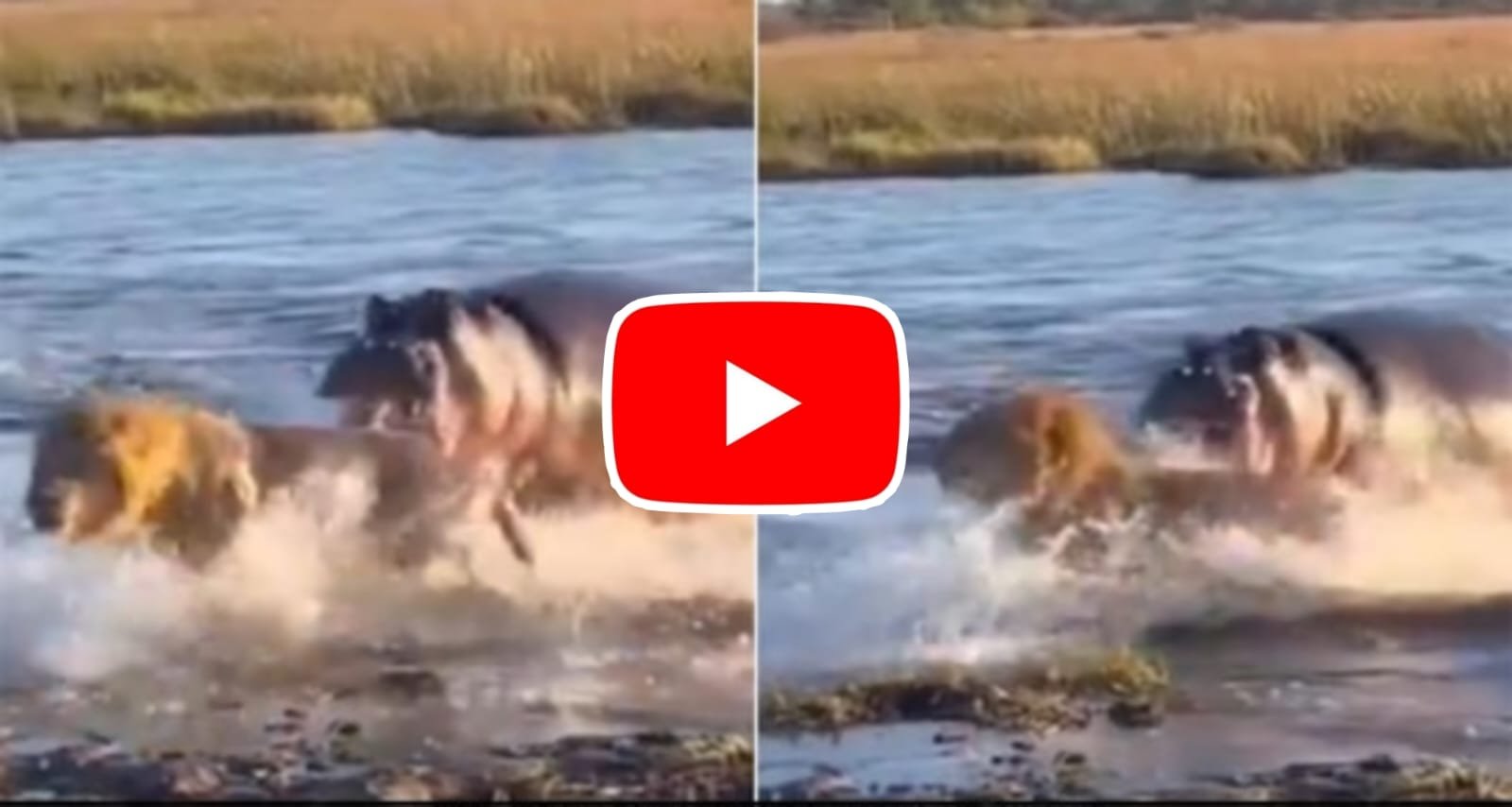Sher Aur Hippo Ka Video: Three lions were crossing the pond when a hippo attacked them, they were seen trying to save their lives.