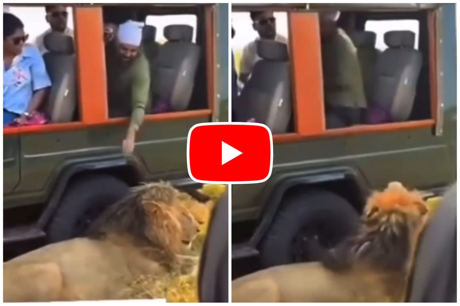 Sher Ka Video: Babbar Sher was seen sitting very close to the tourists' gypsy during the jungle safari.