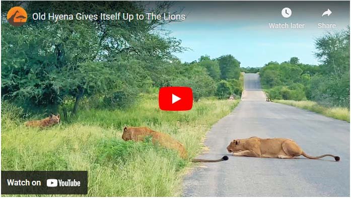 Sher Aur Hyena Ka Video: Video of wild conflict. Hyena surrendered in front of ferocious lions.