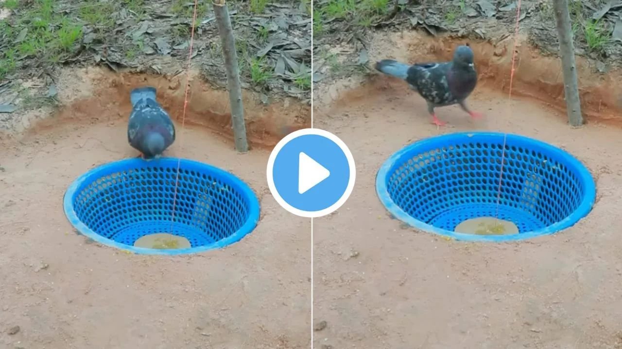 युवक ने कबूतर को आसानी से पकड़ने का लगाया कमाल का जुगाड़, देखे इस वीडियो में…