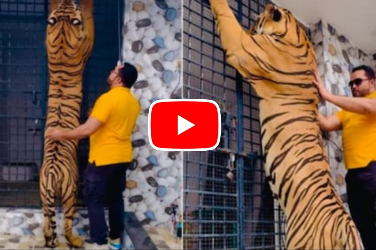 Bagh Ka Video: The person started looking small in front of the ferocious tiger standing on two legs.