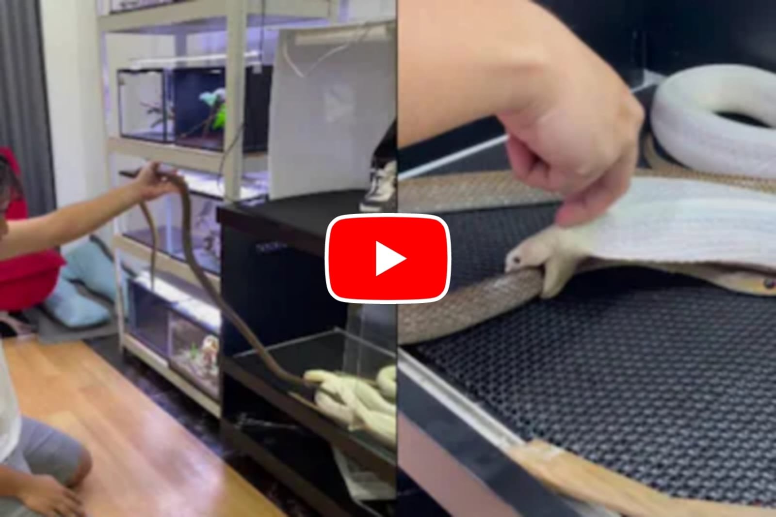 White Cobra Ka Video: This person has kept the world's rarest snake