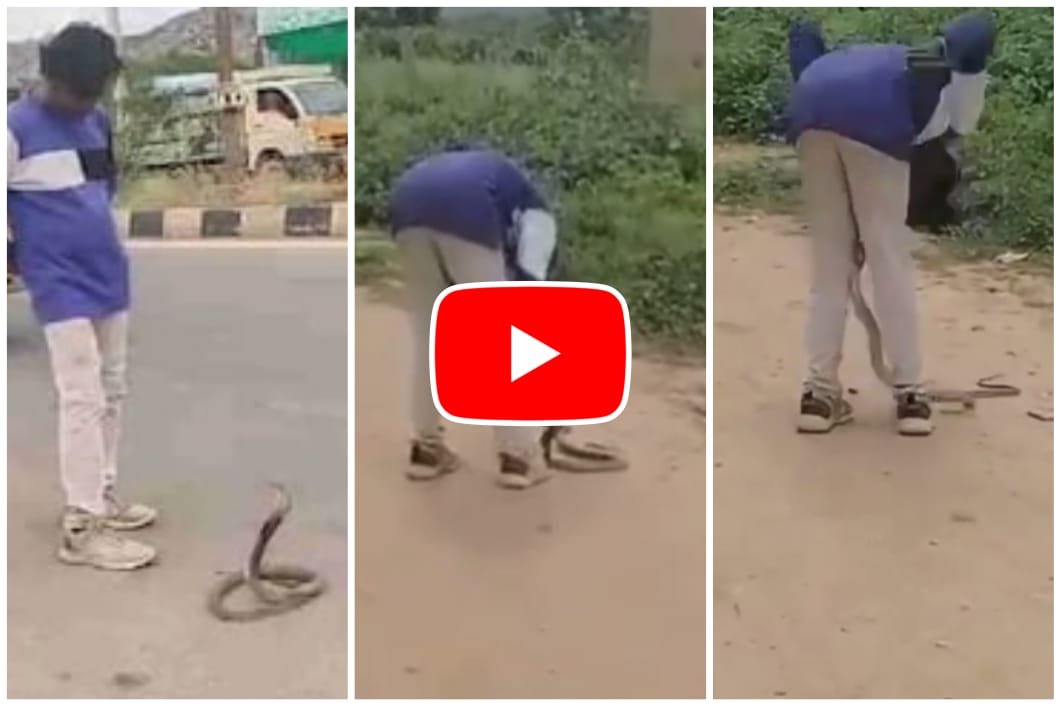 Cobra Ka Video: Drunken man seen playing with poisonous snake