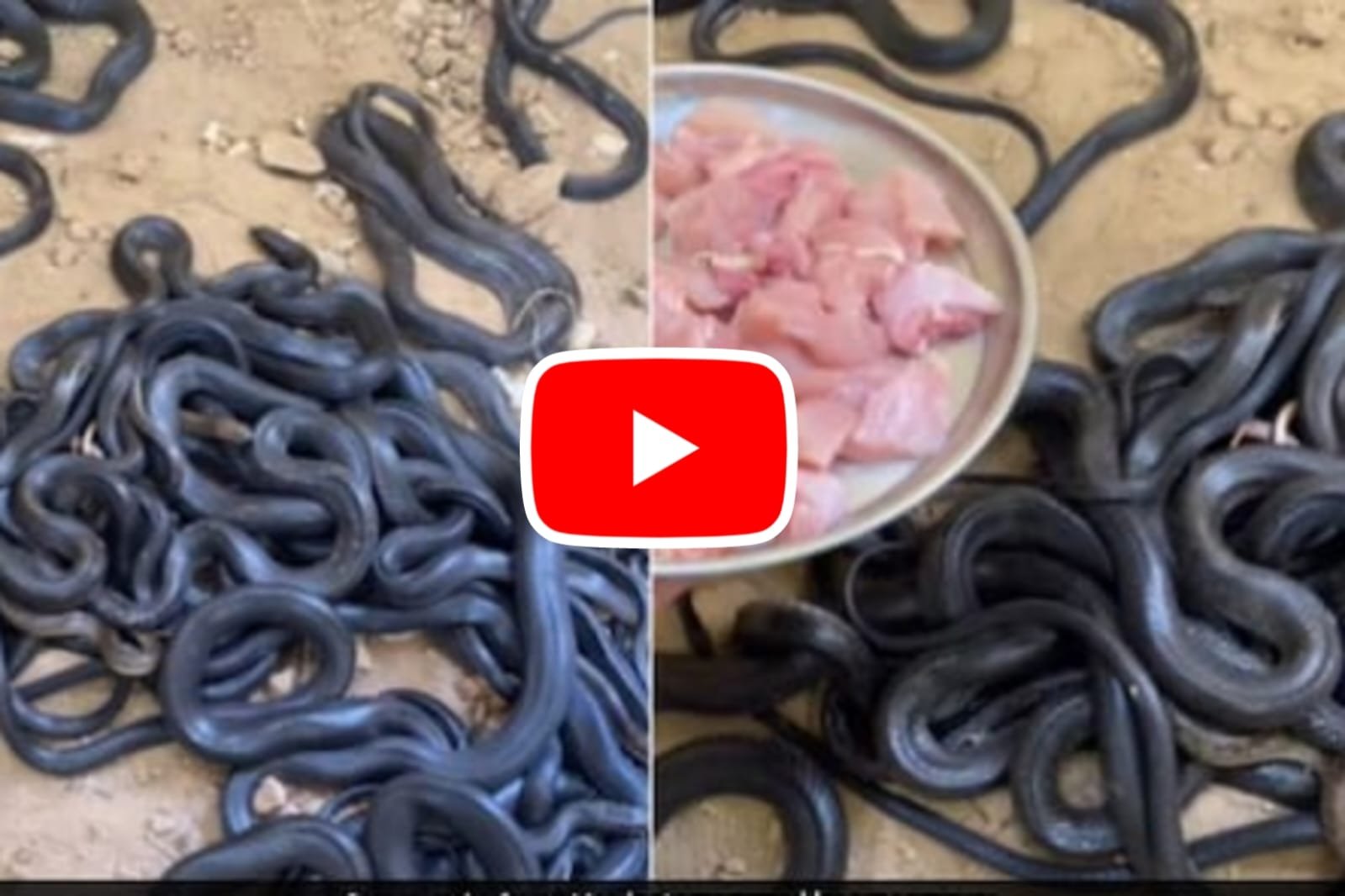 Video of Cobra Saanp: Food served to many cobras in a plate