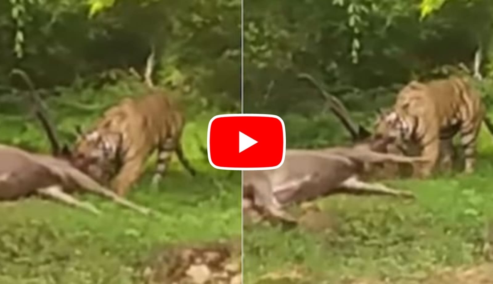 Bagh Aur Hiran Ka Video: Dreaded tiger seen hunting deer and taking it with him