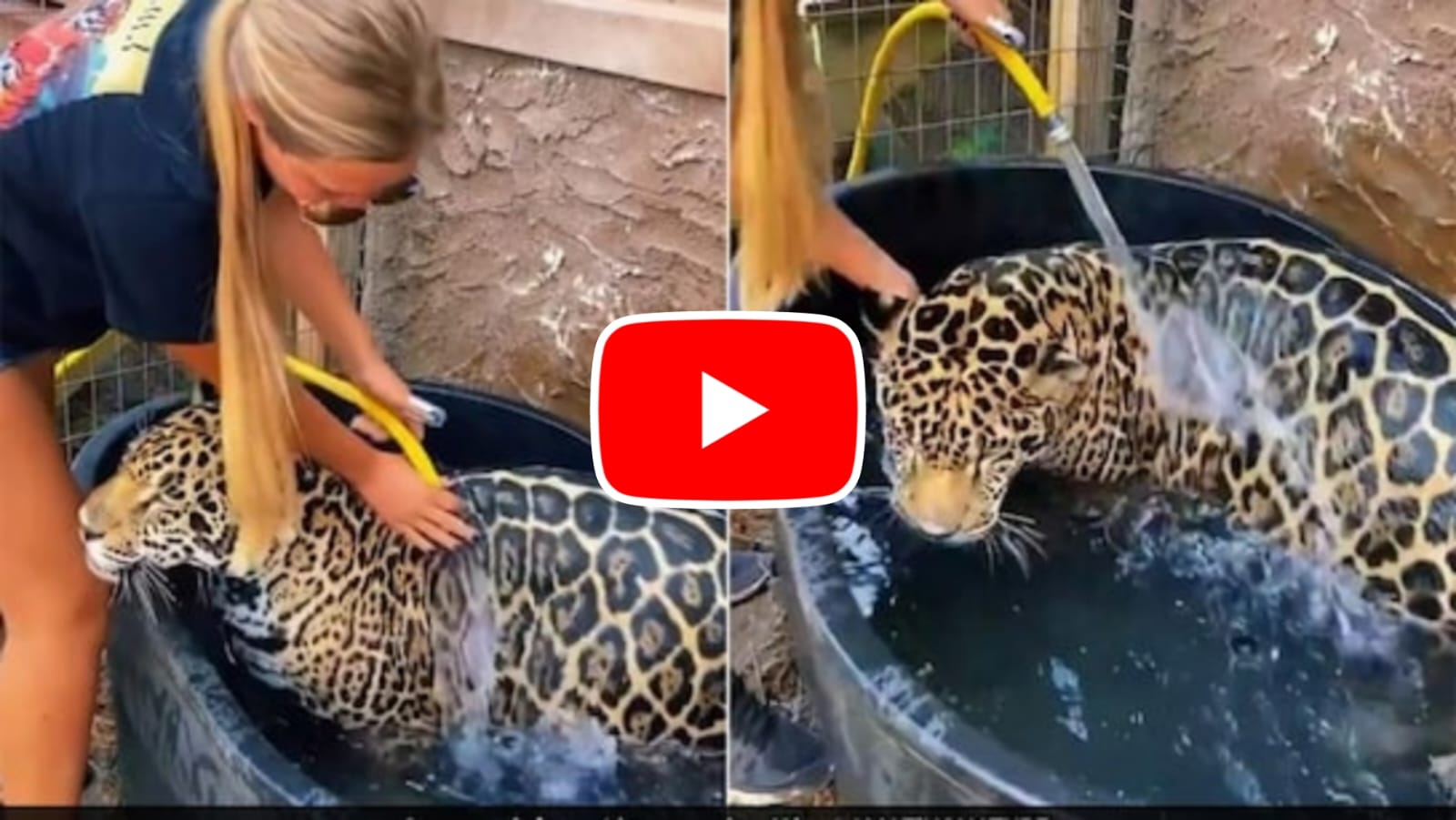 Jaguar Ka Video: Woman seen bathing ferocious Jaguar like a small child, praised for bravery