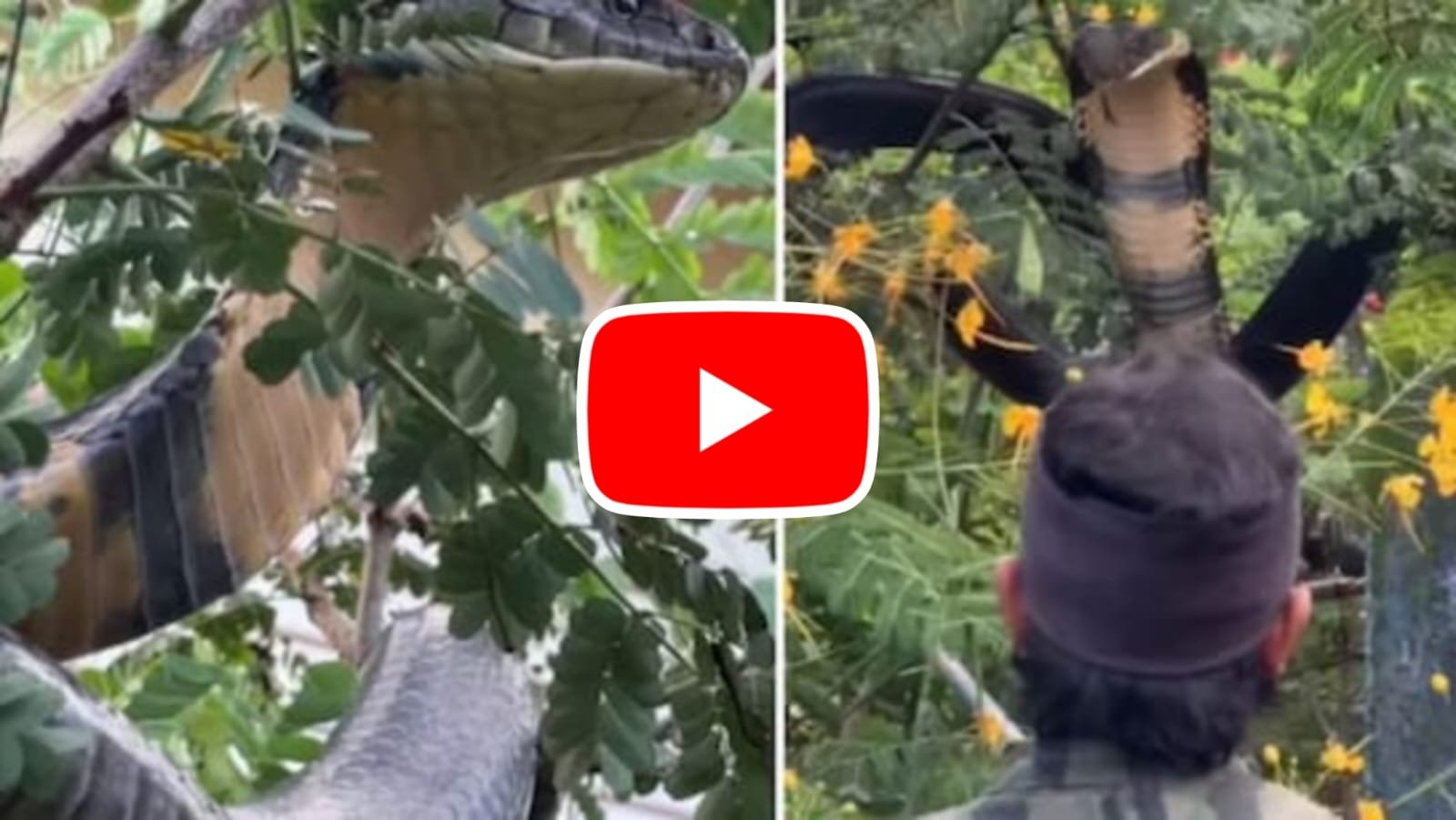 King Cobra Ka Video: Video of rescue of 12 feet giant King Cobra snake wrapped around a tree