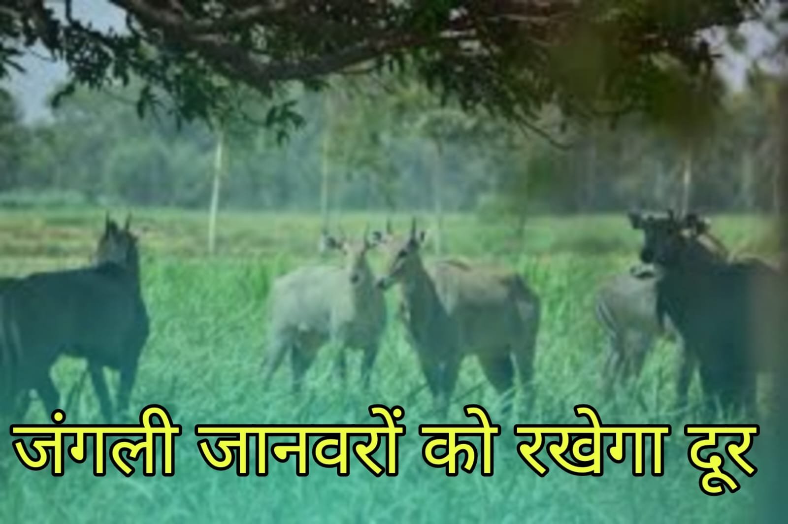 Kisan Ka Jugaad: This solution is no less than a boon for the farmer brothers, it will keep wild animals away.