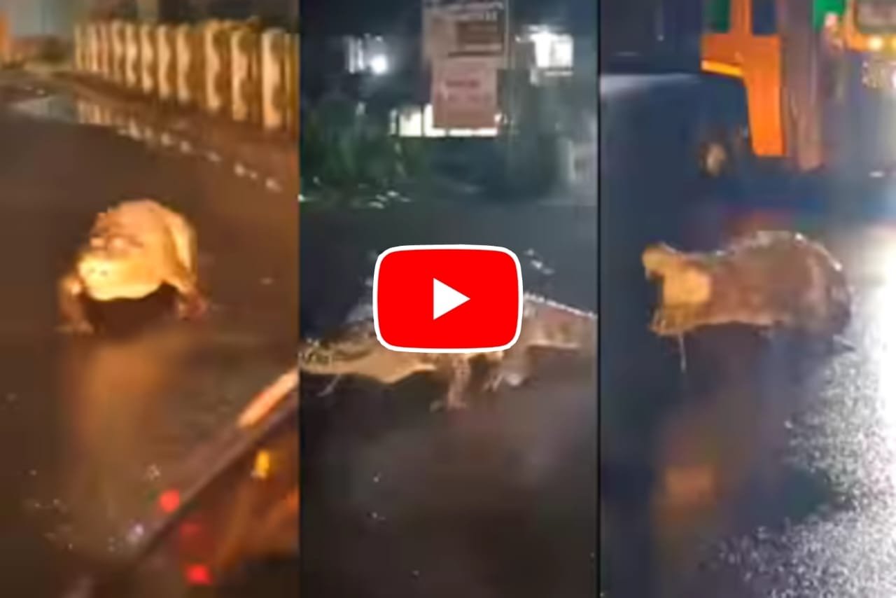 Magarmach Ka Video: Giant water monster reached the road amidst traffic in the rain