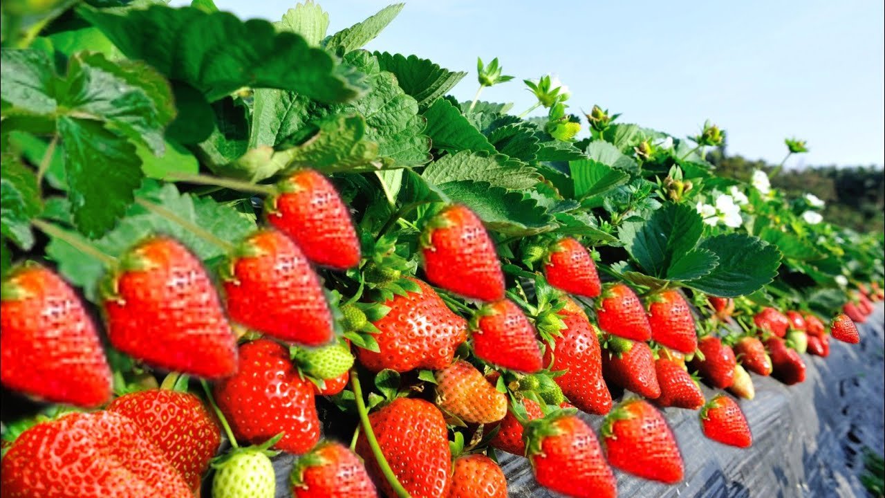 मीठी सफलता का स्वाद चखें! आज ही शुरू करे स्ट्रॉबेरी की खेती, जाने कैसे करे शुरू?
