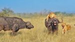 Sherni Aur Bhains Ka Video: शेरनी के झुण्ड ने भैसो के झुण्ड को बनाया अपना शिकार, जवाब में भैसो ने शेरनियों के झुण्ड की खटिया खड़ी कर दी