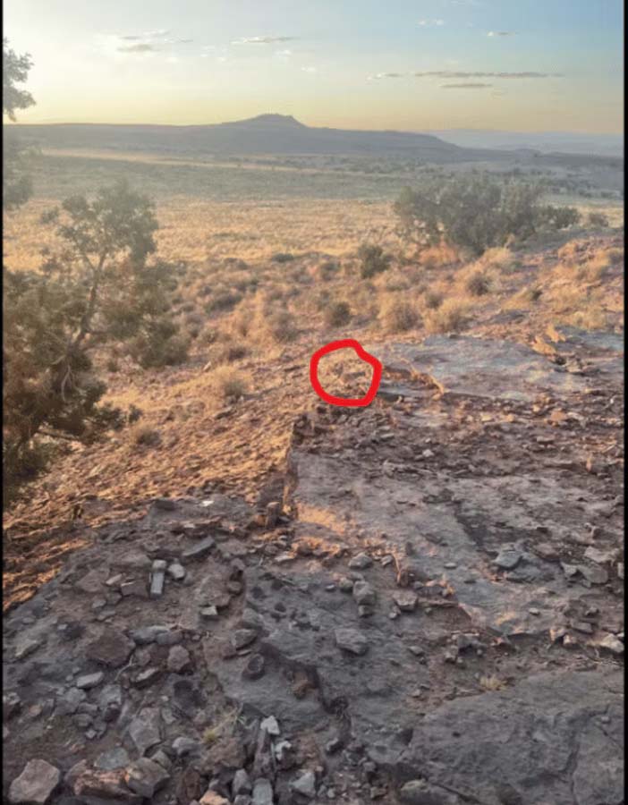 Optical Illusion: A vicious fox is sitting somewhere in the picture, the one who finds it will be called a genius.