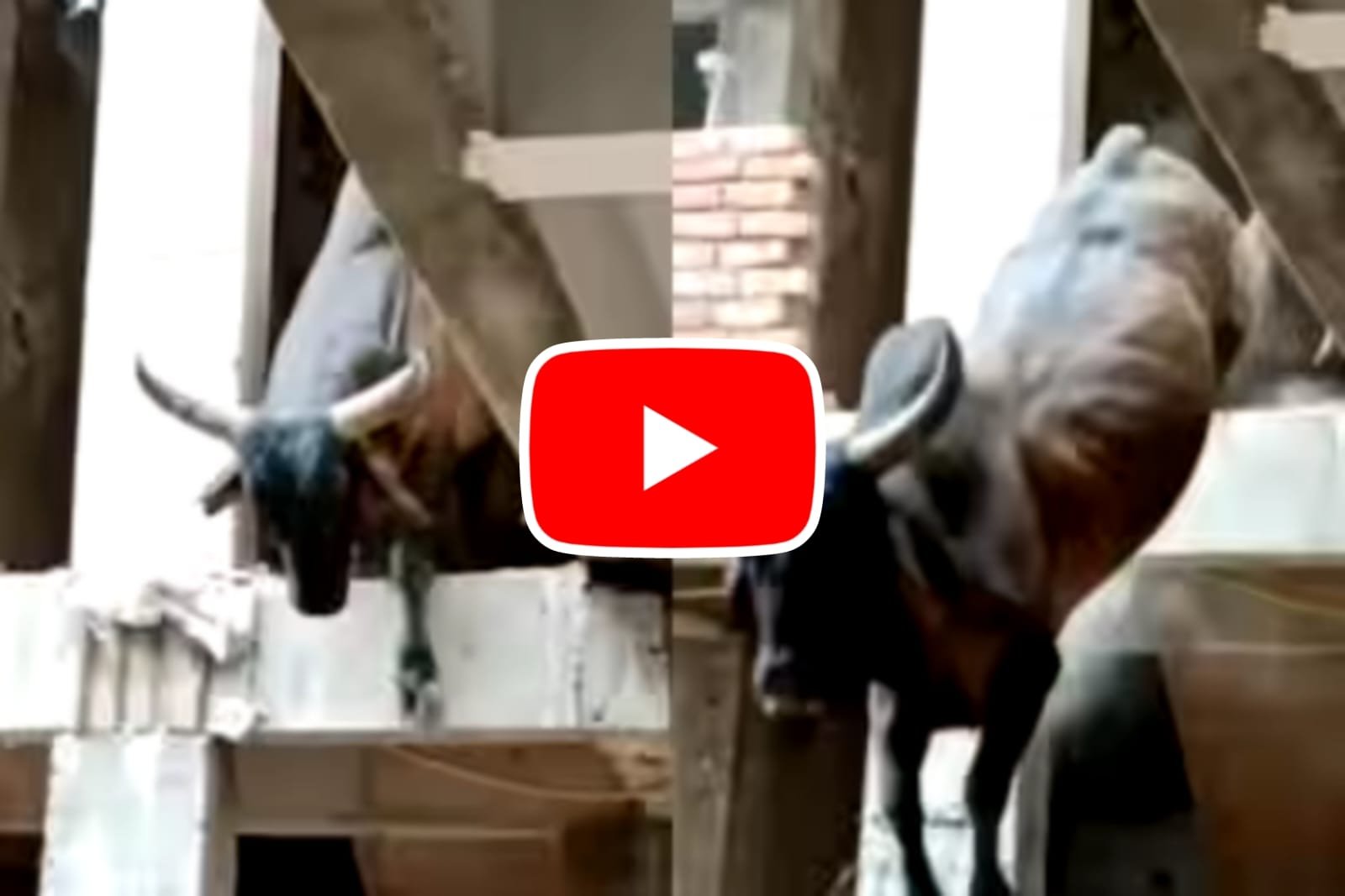 Saand Ka Video: The bull jumped high to get down from the first floor.
