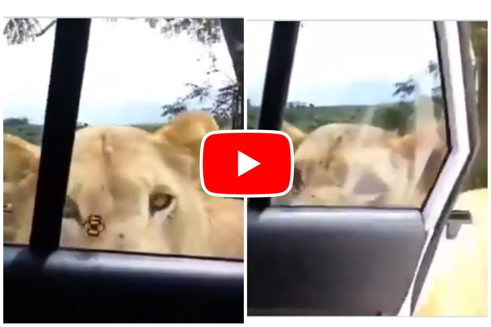 Sherni Ka Video: As soon as the ferocious lioness opened the car door, her life got stuck in her throat.