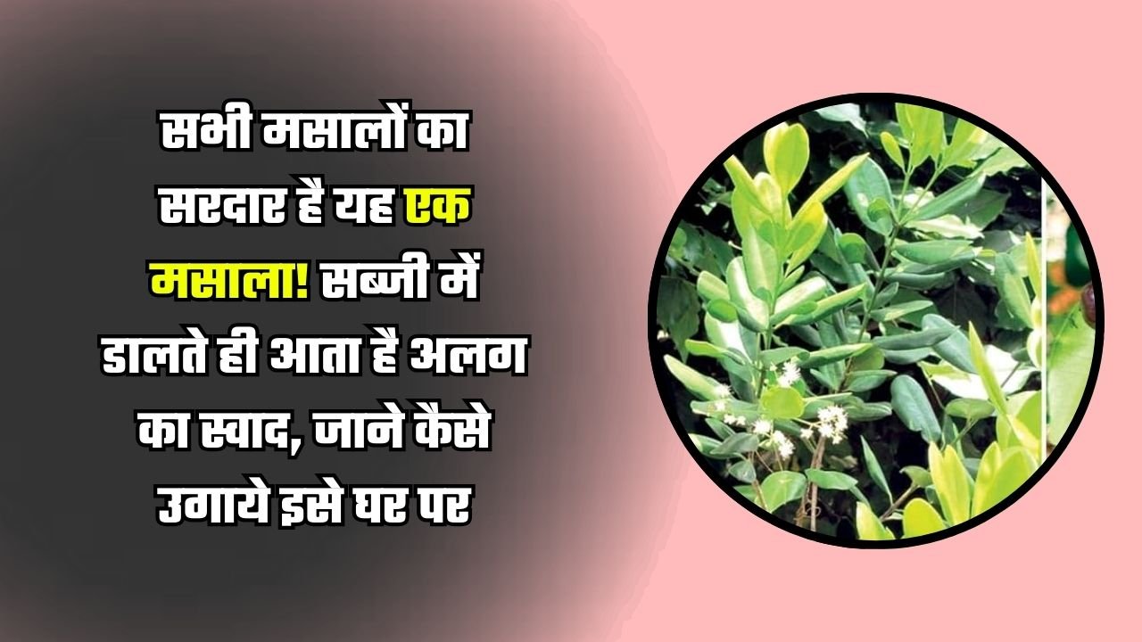 सभी मसालों का सरदार है यह एक मसाला! सब्जी में डालते ही आता है अलग का स्वाद, जाने कैसे उगाये इसे घर पर