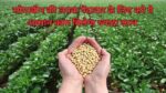 Soyabean Ki Kheti: सोयाबीन की लपक पैदावार के लिए करे ये आसान काम मिलेगा ज्यादा लाभ