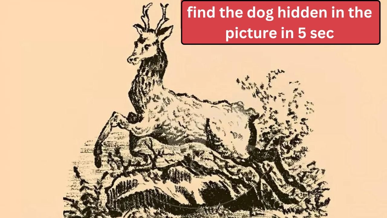 Optical illusion - बड़े बड़े तुर्रम खां भी तस्वीर में छिपा कुत्ता 5 सेकंड में ढूंढने में हुए फ़ैल!