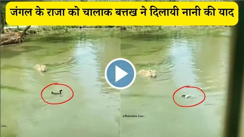 Viral Video: जंगल के राजा को चालाक बत्तख ने दिलायी नानी की याद, देखें वीडियो…