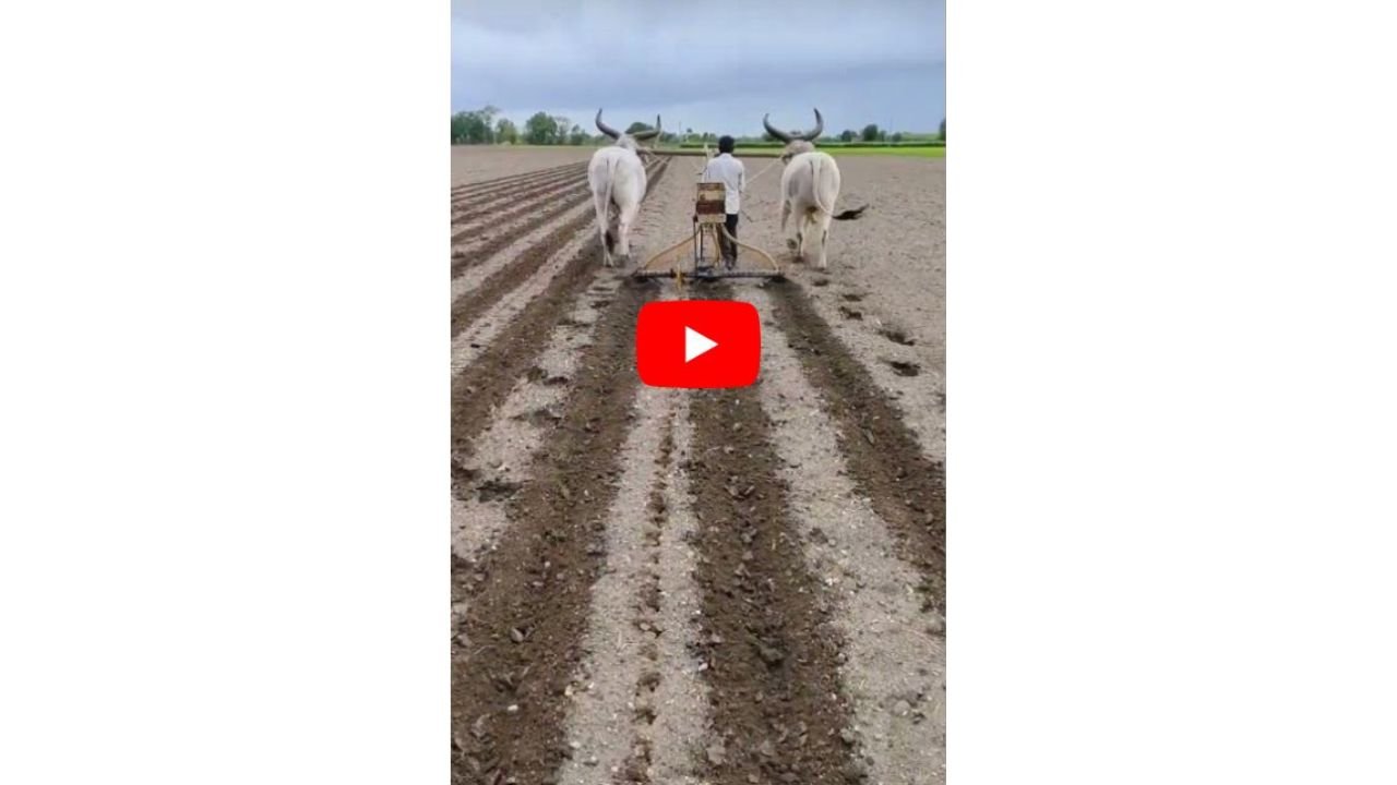 किसान ने मचाया धमाल, बैलों से एक साथ तीन लाइनें जोतने की लगाई दिमाग की खेती, देखें वीडियो में कमाल का जुगाड़